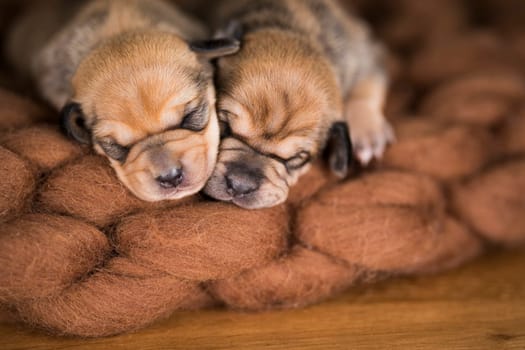 A beautiful little dog sleeps on a blanket