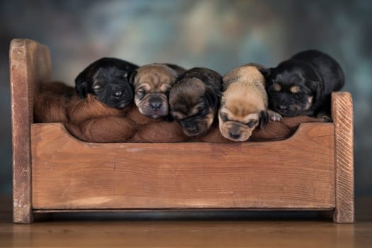 The dogs sleep on a wooden bed
