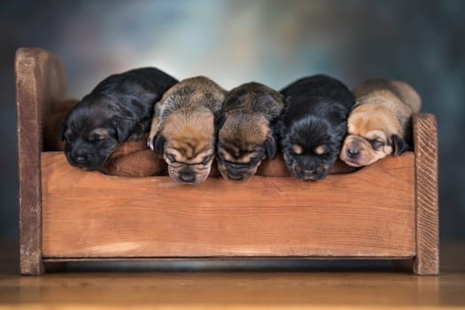 The dogs sleep on a wooden bed