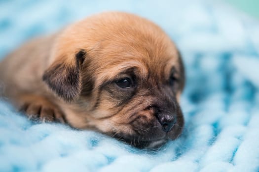 Little dog sleeps on a blanket