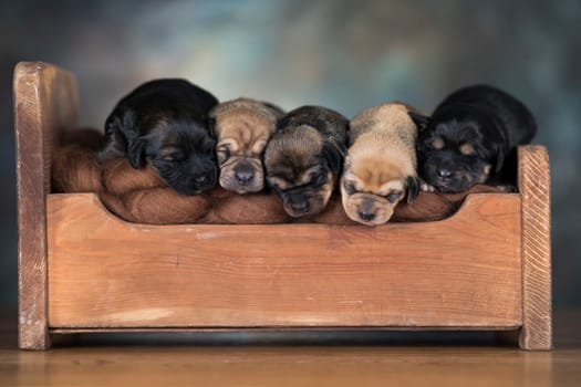 Dogs sleep on a small wooden bed