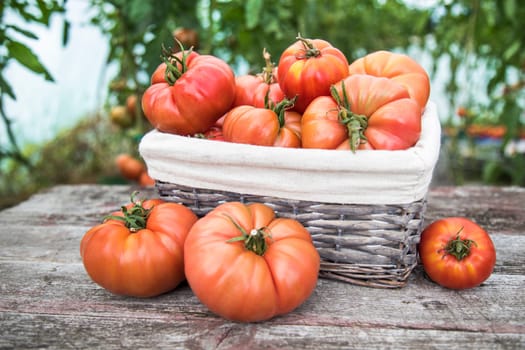 Tomatoes vegetable garden, organic products