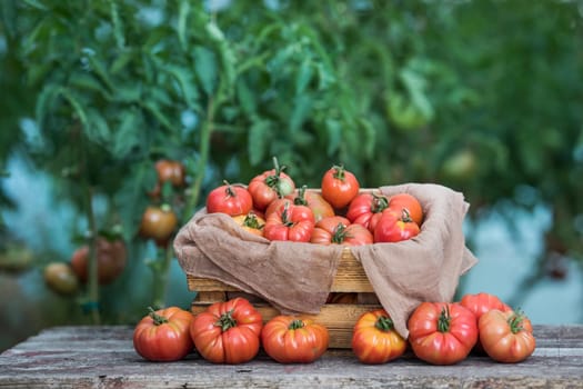 Red Tomatoes in a Greenhouse, organic food