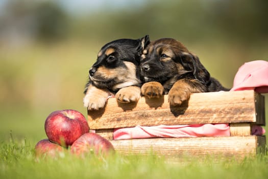 Cute little two dogs in a wooden crate on the grass