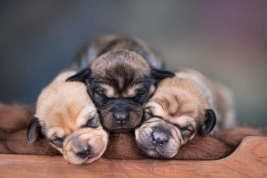 Dogs sleep on a small wooden bed