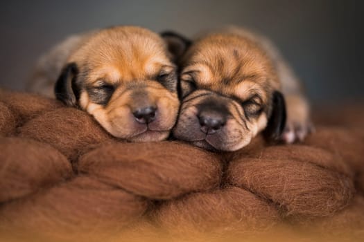 Little cute puppies are sleeping on a blanket