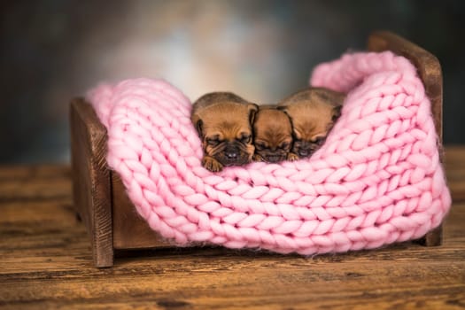 Dogs sleep on a small wooden bed