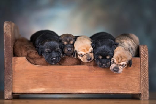 Dogs sleep on a small wooden bed
