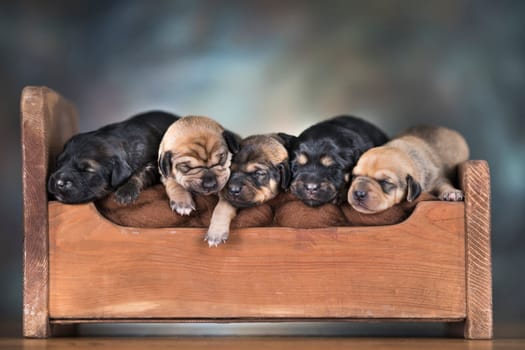 Little puppies sleeping in bed