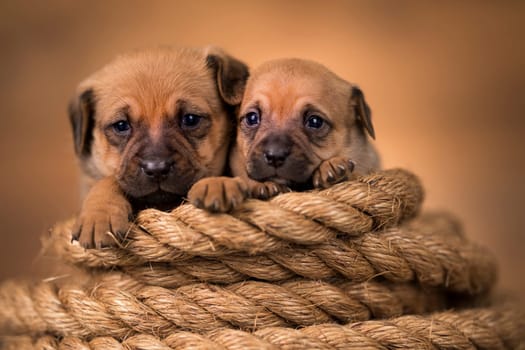 Little dog on a sailing rope