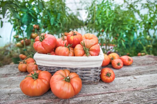 Organic food, Free red vegetables of tomato