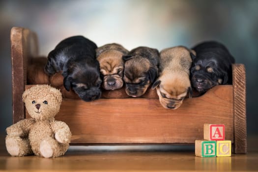 Dogs sleep on a small wooden bed
