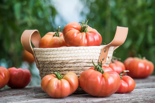 Red Tomatoes in a Greenhouse, organic food