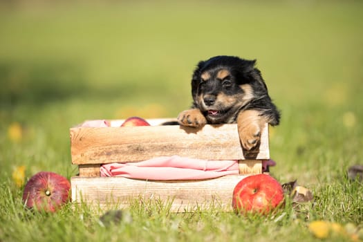 Cute little dog in a wooden crate on the grass