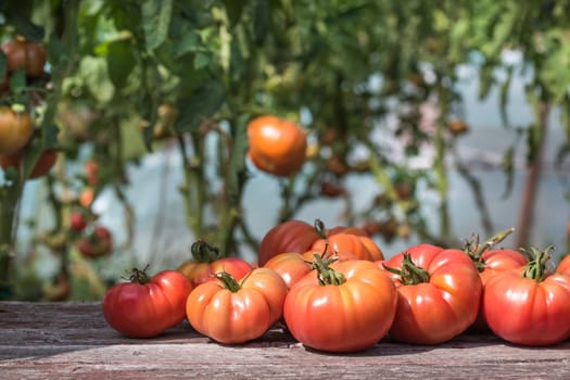 Vegetables, tomatoes on wooden desk