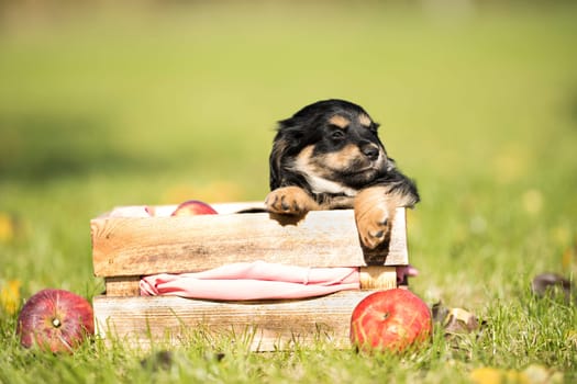 A happy puppy dog a wooden crate on the grass