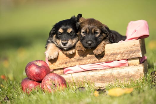 Two dog in a wooden crate on the grass