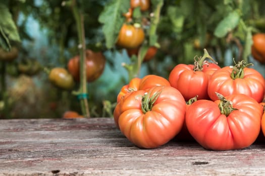 Red Tomatoes in a Greenhouse, organic food