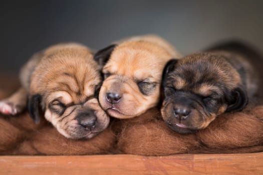 Dogs sleep on a small wooden bed
