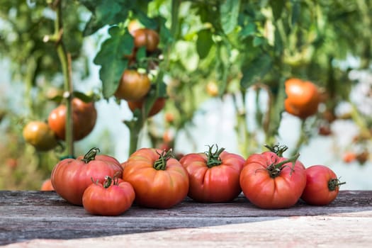 Vegetables, Tomatoes,  on desk in garden