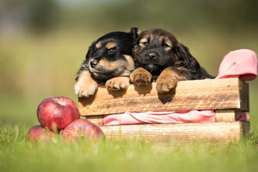 Two dog in a wooden crate on the grass