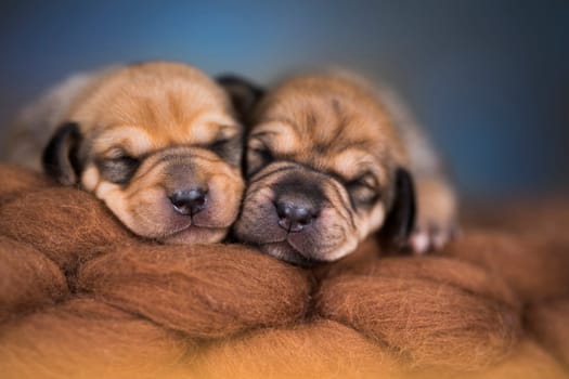 A beautiful little dog sleeps on a blanket
