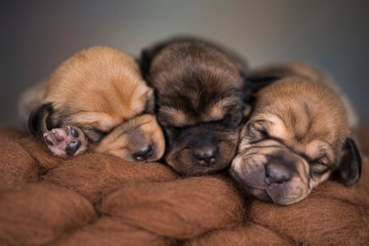Little cute puppies are sleeping on a blanket
