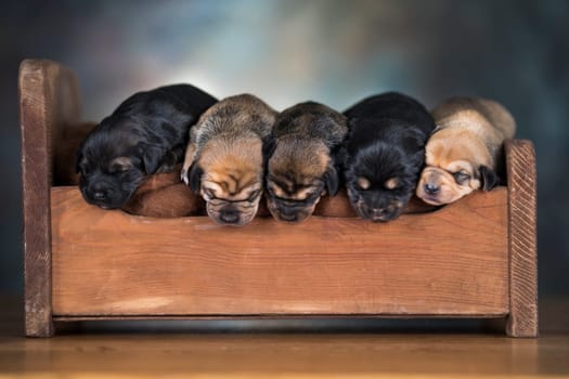 Little puppies sleeping in bed