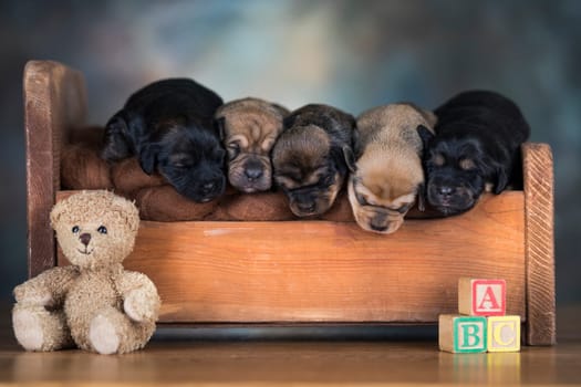 Dogs sleep on a small wooden bed