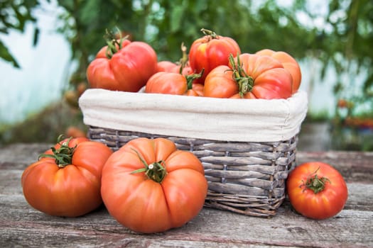 Vegetables, Tomatoes,  on desk in garden