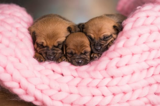 Dogs sleep on a small wooden bed