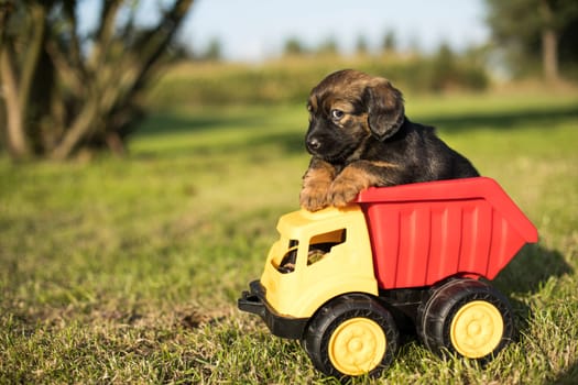 A small dog in an off-road car