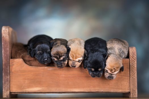 Little puppies sleeping in bed