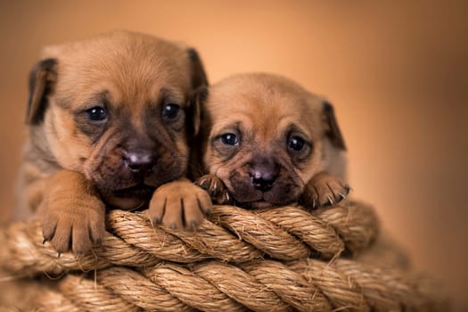 Little dog on a sailing rope