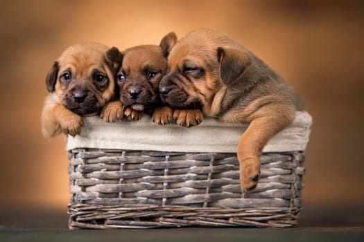 Little dogs in a wicker basket