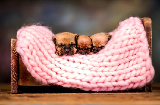 Dogs sleep on a small wooden bed