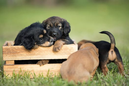A group of cute puppies in a wooden crate on the grass