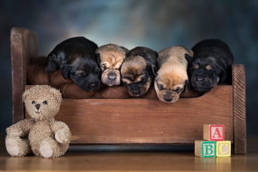 Dogs sleep on a small wooden bed