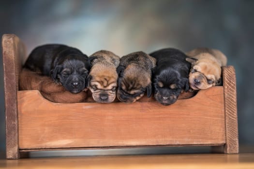 Little puppies sleeping in bed