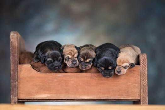 Dogs sleep on a small wooden bed