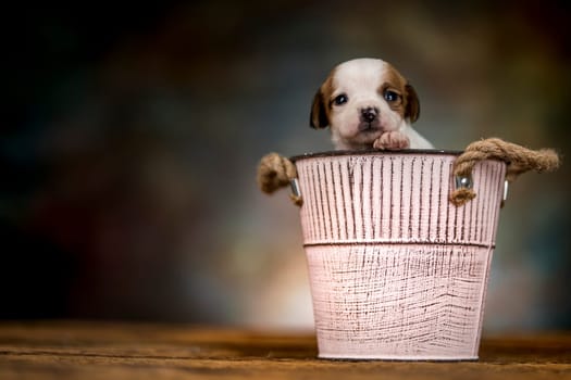 A small dog in a metal bucket