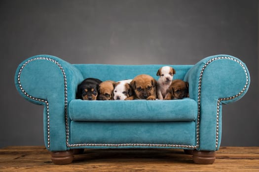 Little puppies sleeping in bed