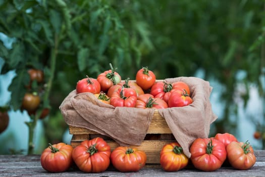 Vegetables, Tomatoes,  on desk in garden