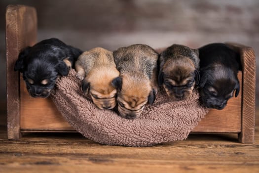 Little puppy breed is sleeping