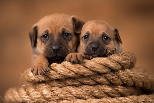 Little dog on a sailing rope