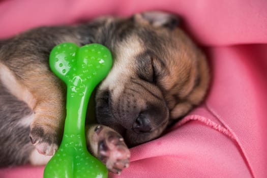 A little dog sleeps with a rubber bone on a pink blanket