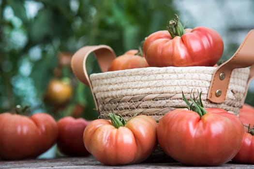 Red Tomatoes in a Greenhouse, organic food