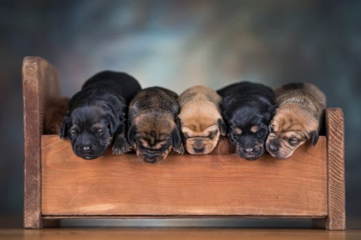 The dogs sleep on a wooden bed