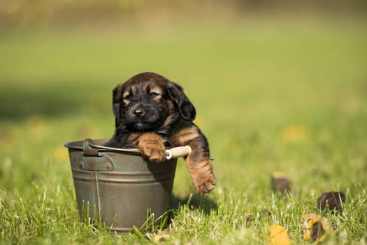 A small dog in a metal bucket