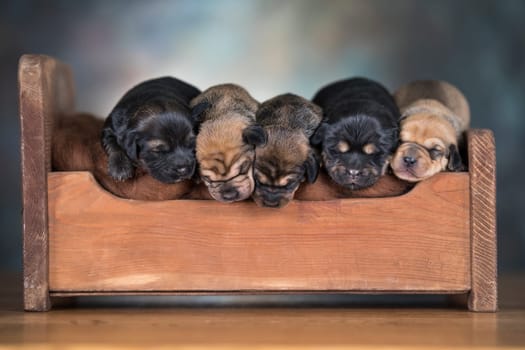 Dogs sleep on a small wooden bed